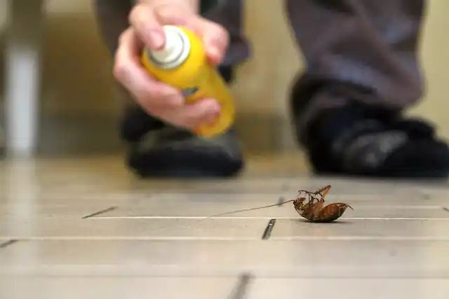 ongediertebestrijding Zuidschermer